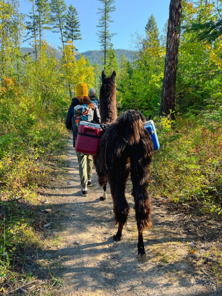 Llama and people walking through the woods