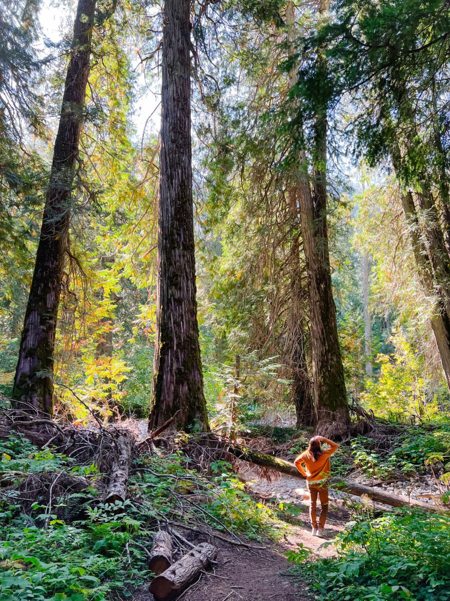 Woman in orange sweater looking up at trees at the Ross Creek Cedars scenic area