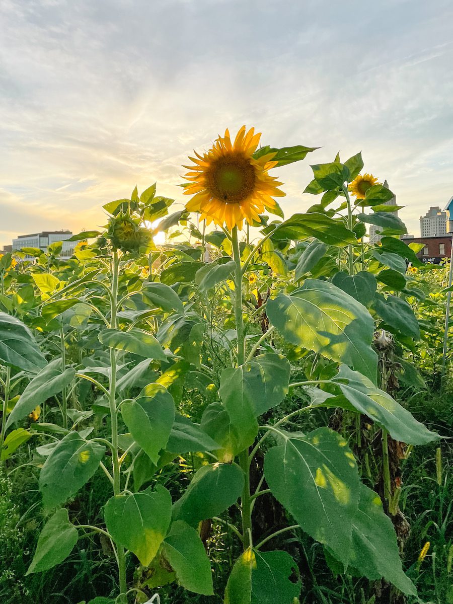 1000 Suns installation of sunflowers in Providence