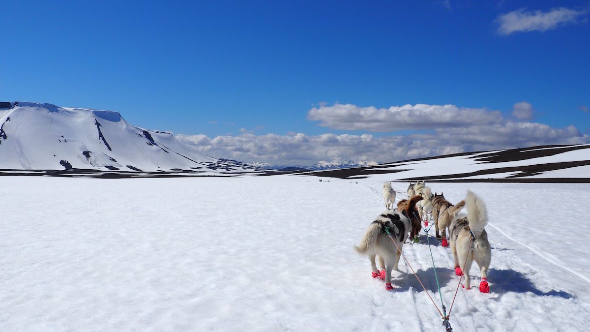 Dogs pulling sled on glacier in Iceland