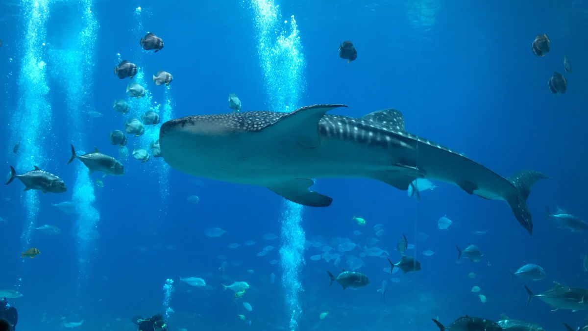 Whale shark at the Georgia Aquarium