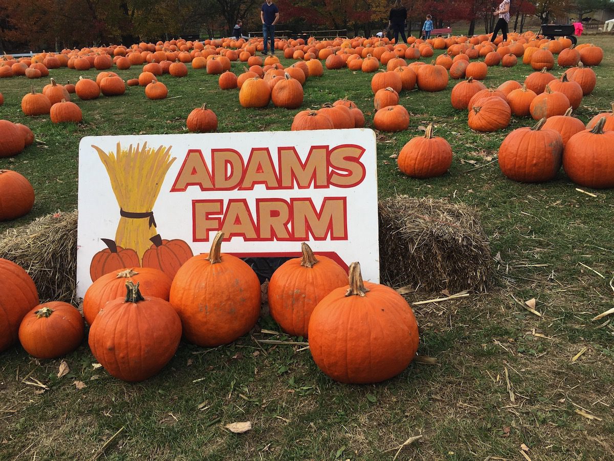 Adams Farm sign with pumpkins