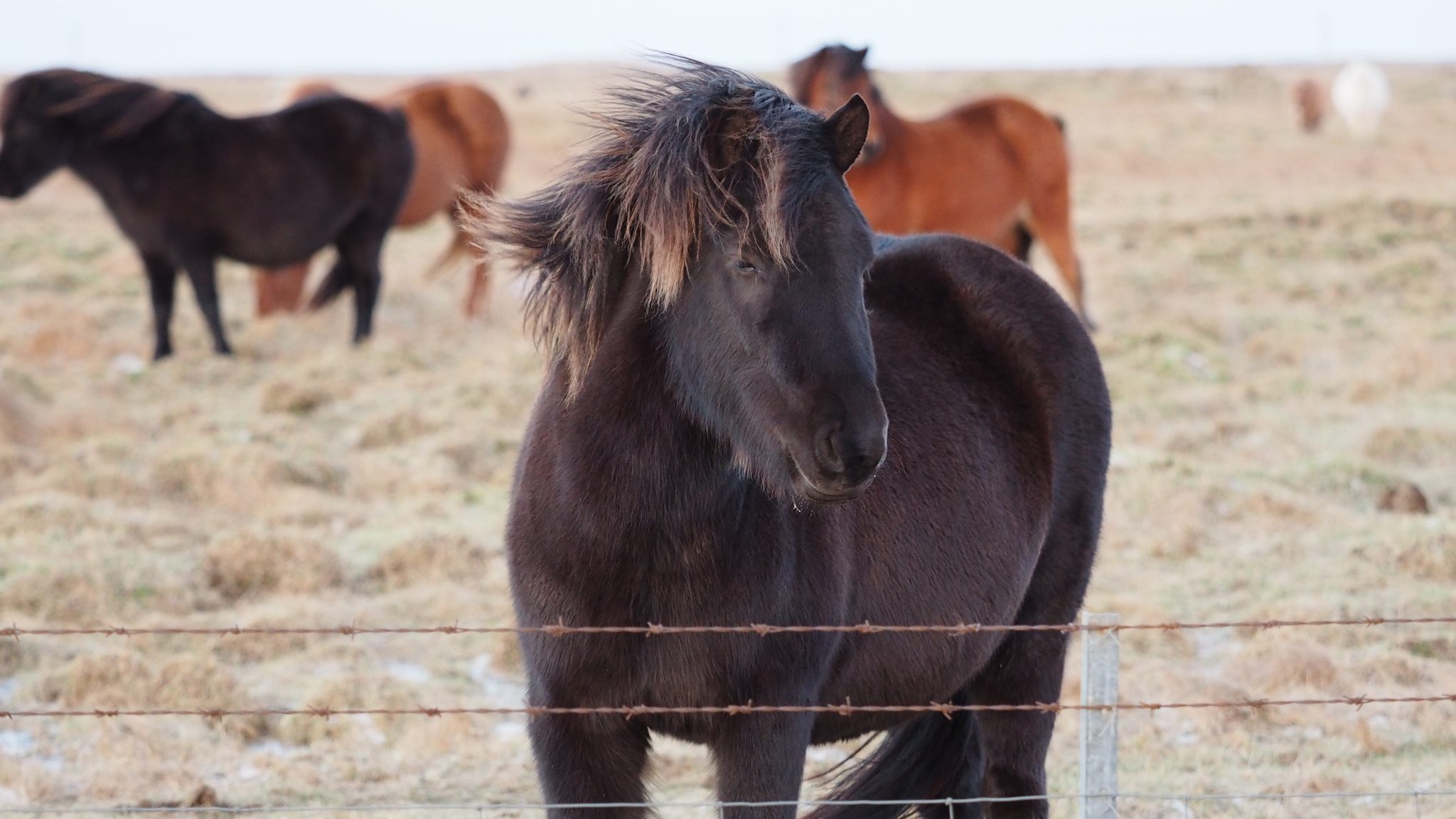 Black Icelandic horse 