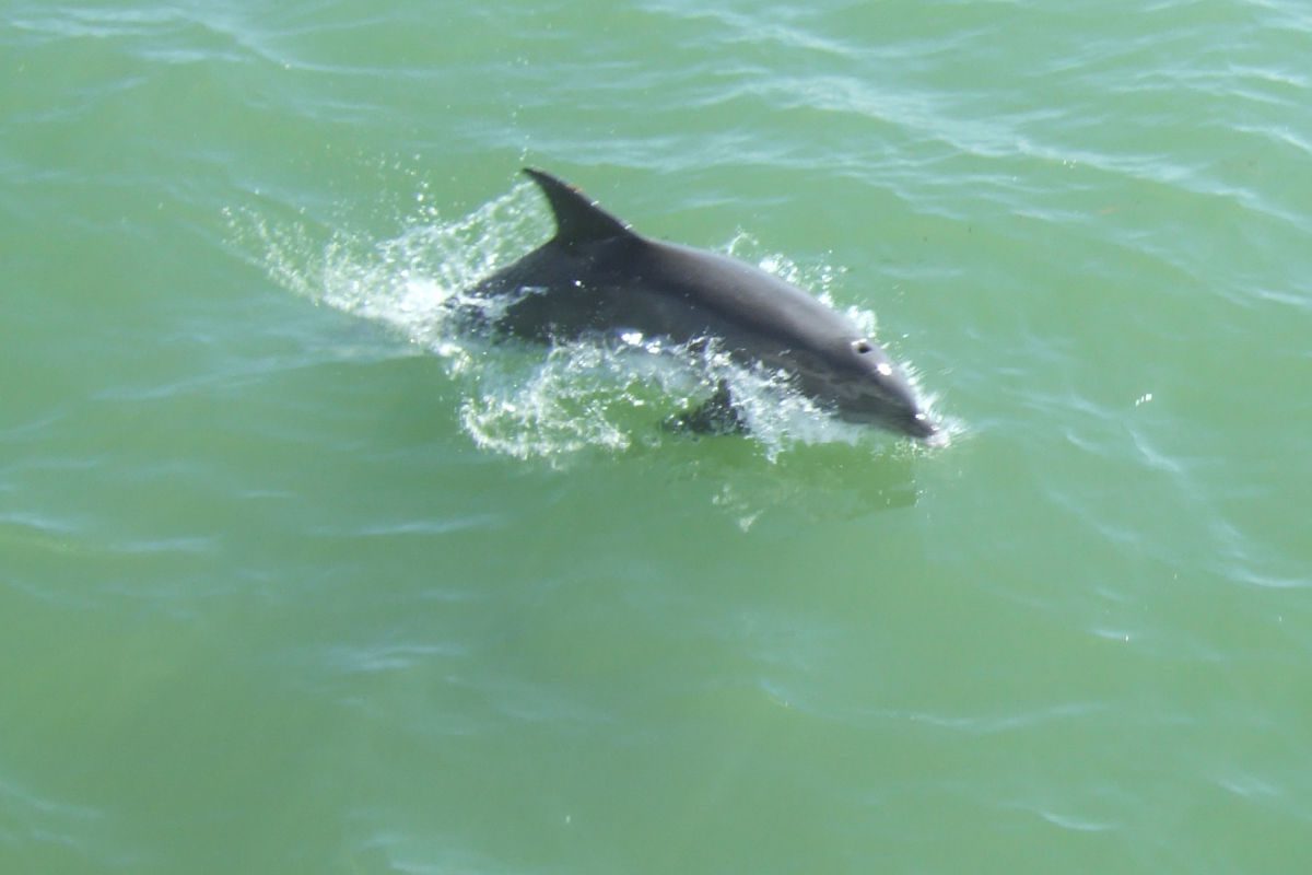 Dolphin jumping in the water