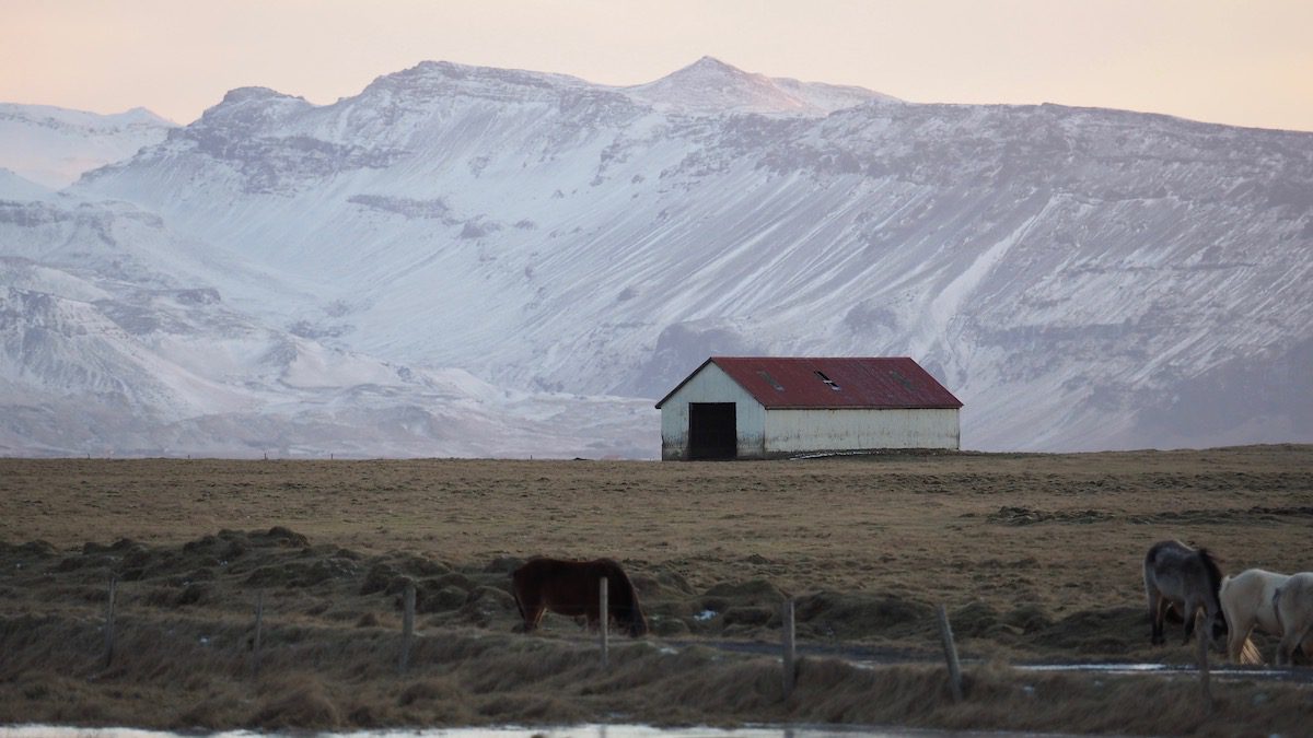 White barn with red roof in front of mountains with horses out front in Iceland