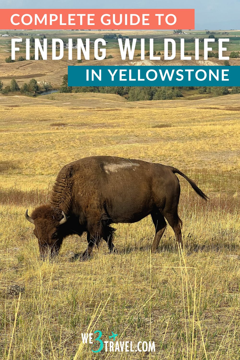 Complete guide to finding wildlife in Yellowstone National Park including bison, bears, and elk
