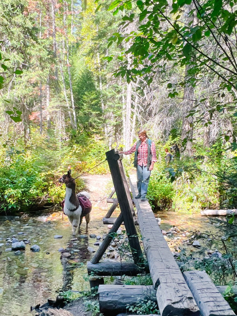 Llama trekking in Montana with woman walking across bridge and llama in the water