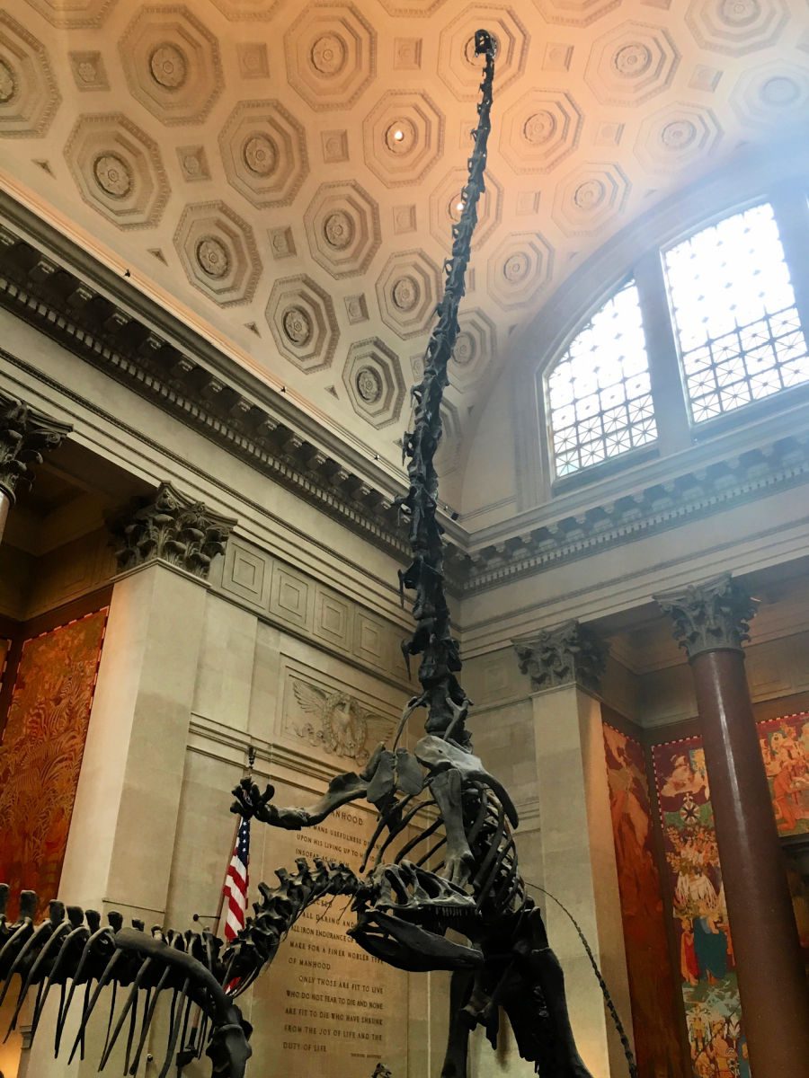 Dinosaur skeleton at the American Museum of Natural history