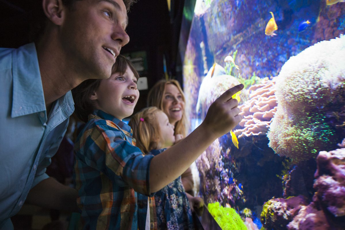 Image courtesy of Niagara Falls USA, kid and dad looking at aquarium tank