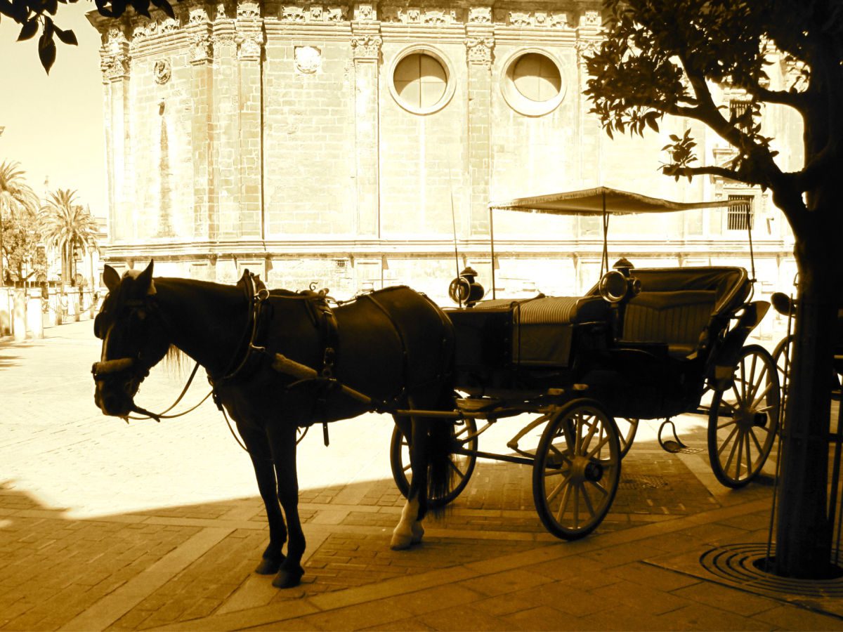 Horse and carriage in front of the cathedral in Seville