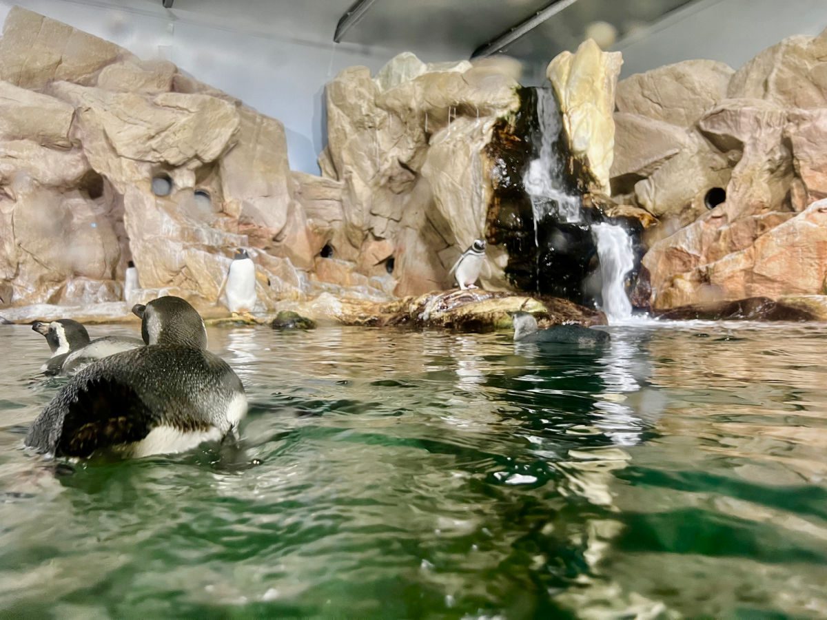 Penguins in water at Genoa Aquarium