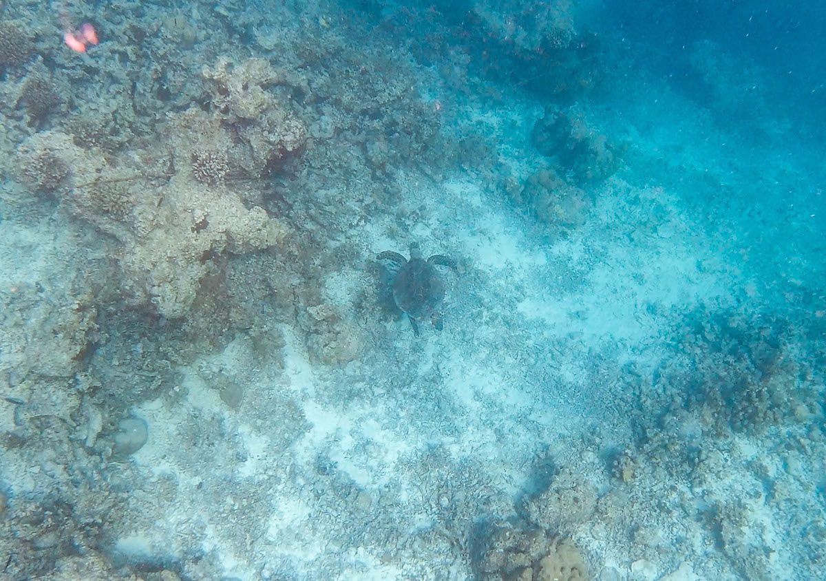 Sea turtle in Barbados - Best Caribbean islands for teens