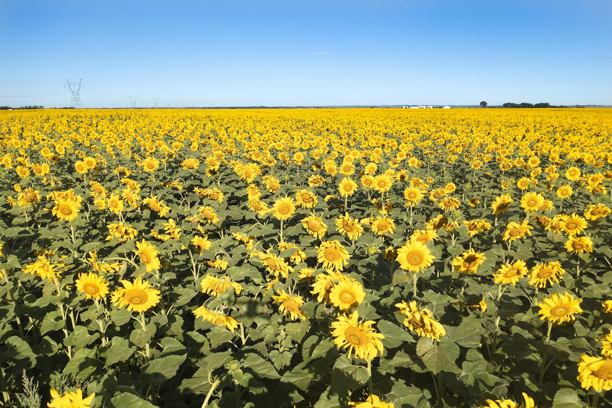 sunflowers in field in North Dakota