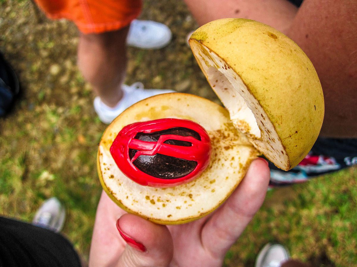 Grenada nutmeg