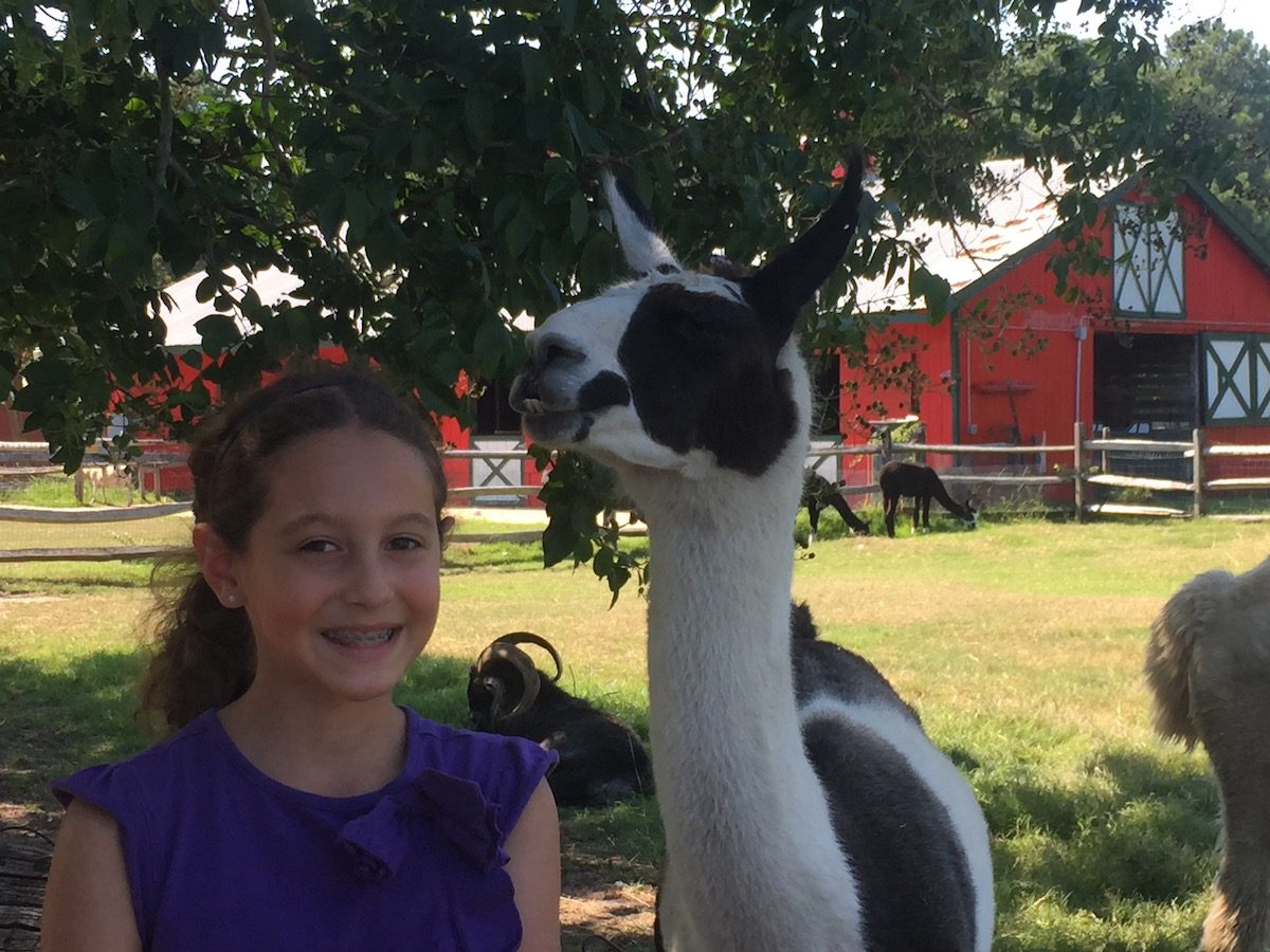 Hannah and Llama at Bluebird Gap Farm