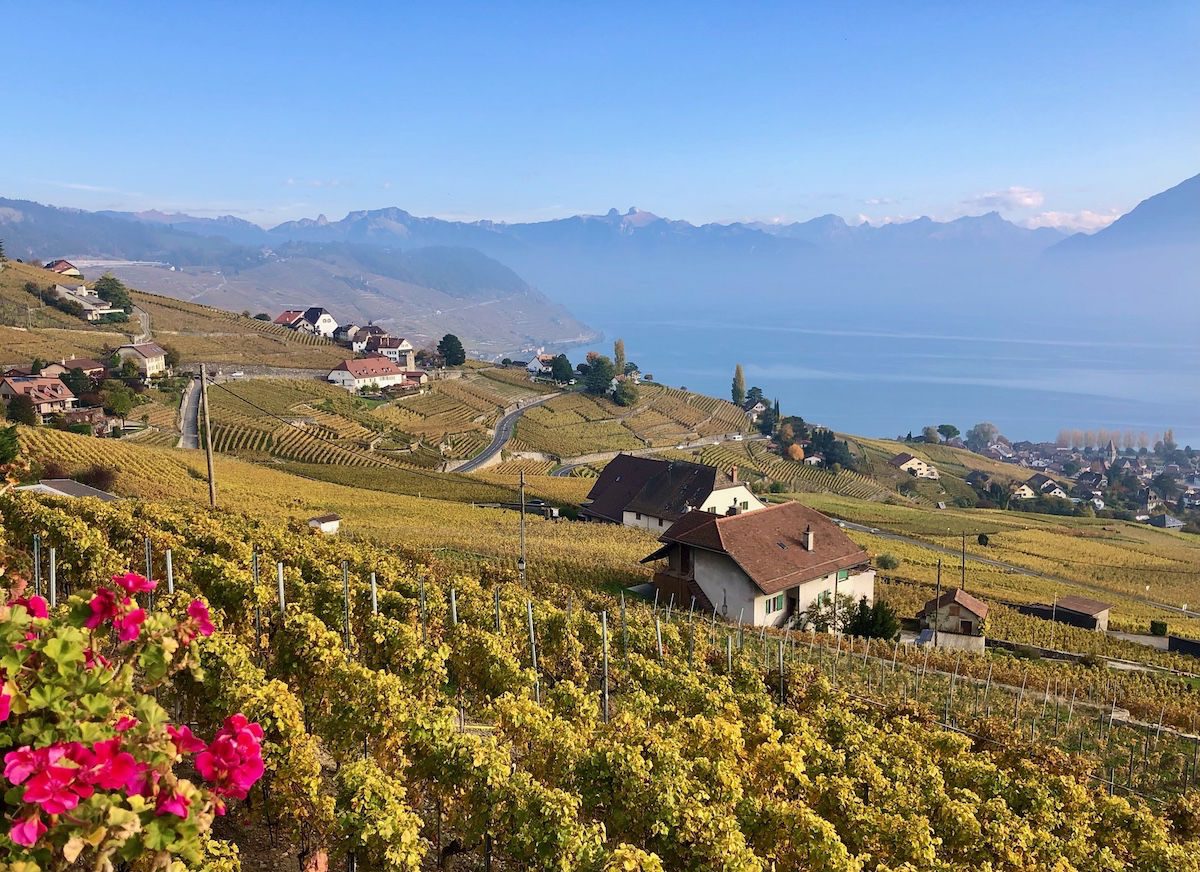 Lavaux vineyards