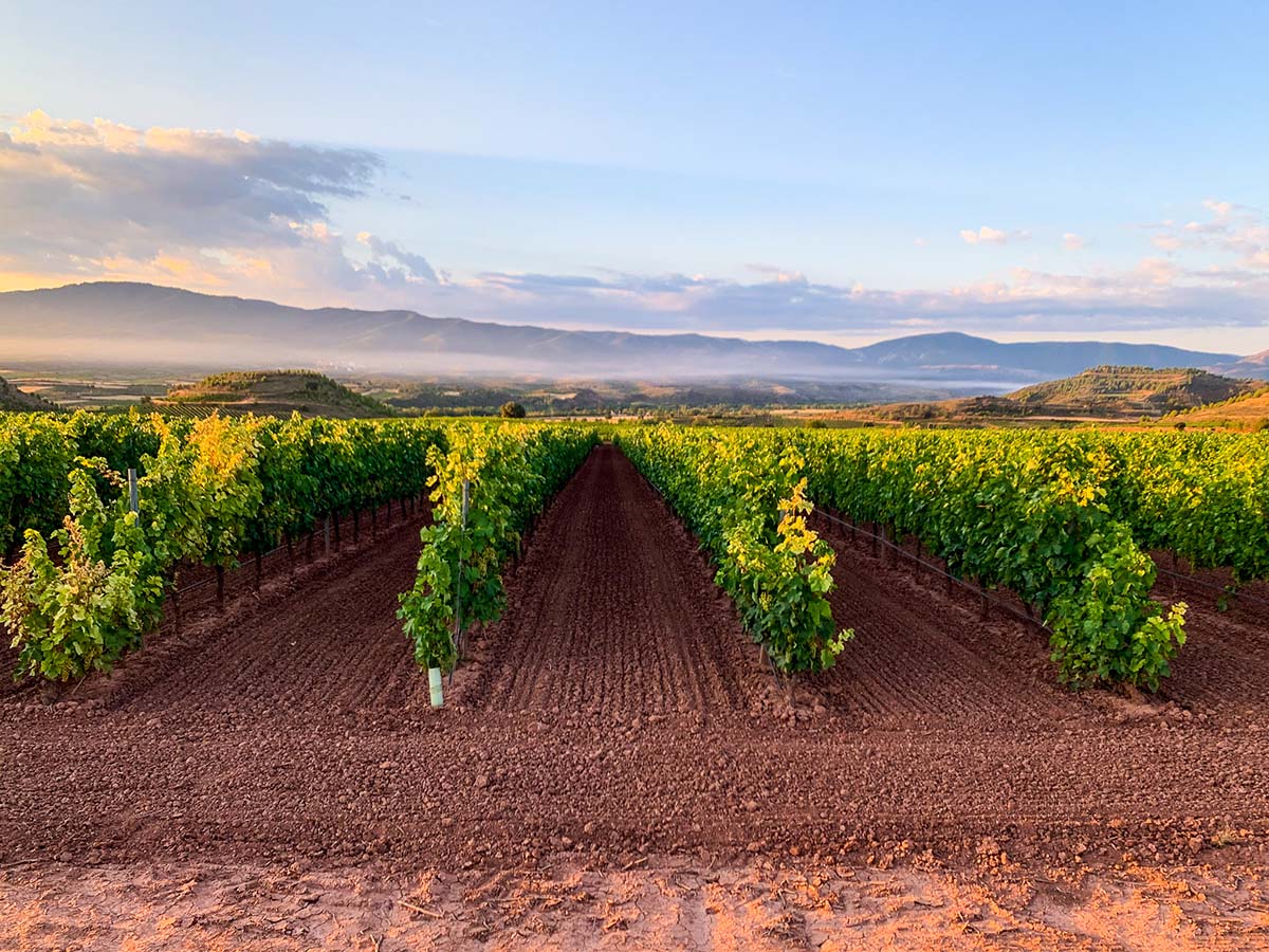 La Rioja vineyards