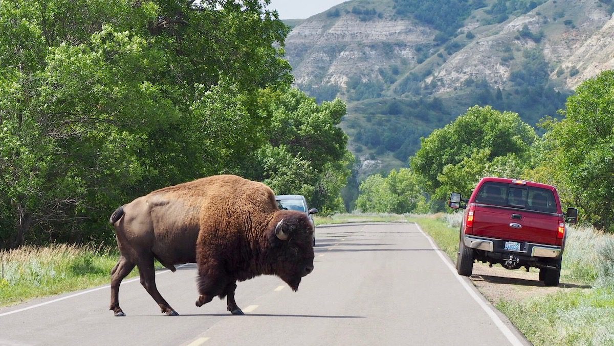 Bison on road in Theodore Roosevelt National Park - North Dakota road trip