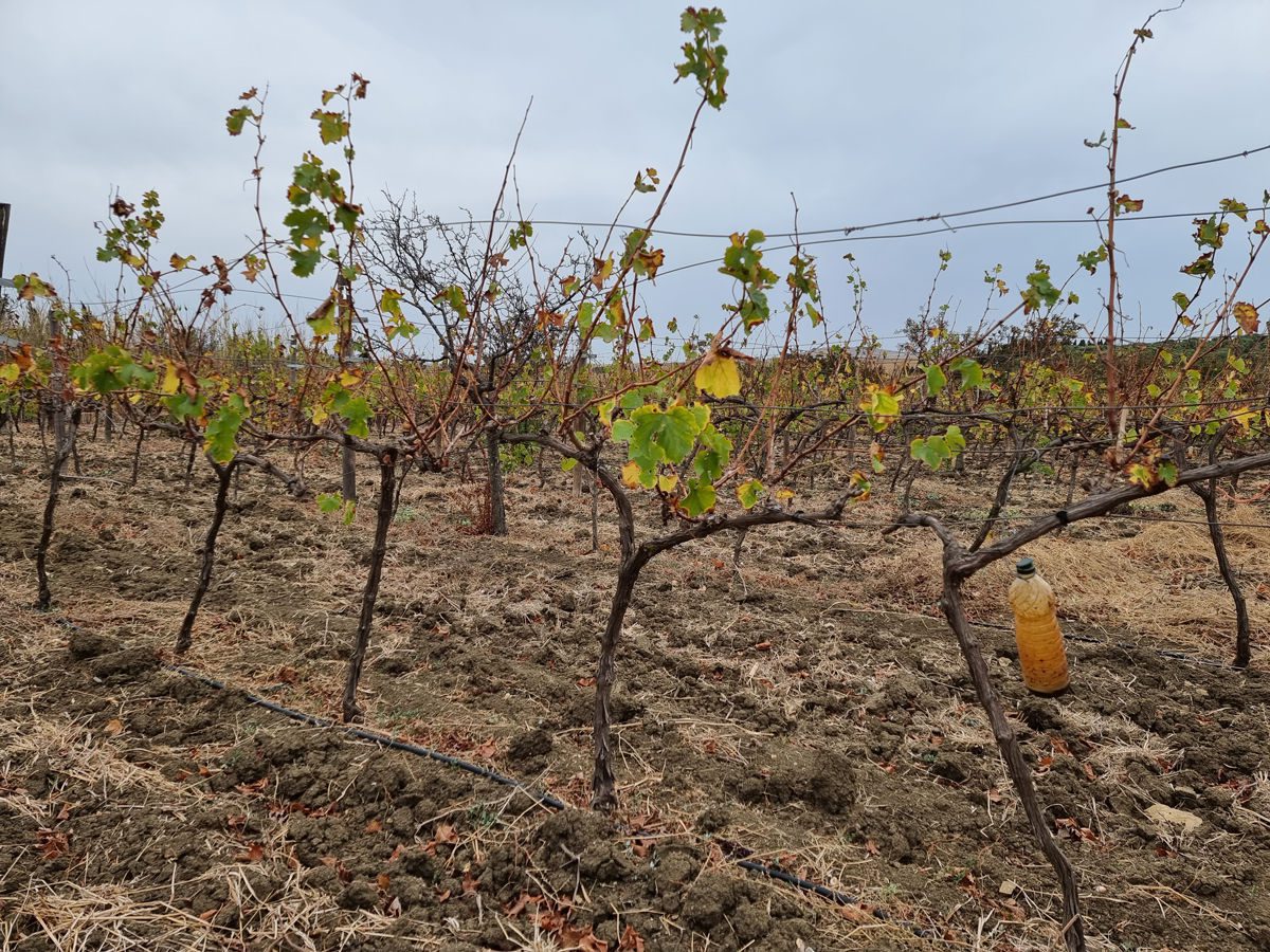 Vines in Jerez Spain