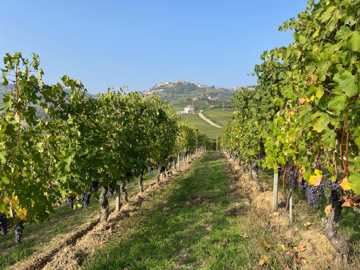 Vineyards with La Morra in the background on a hill