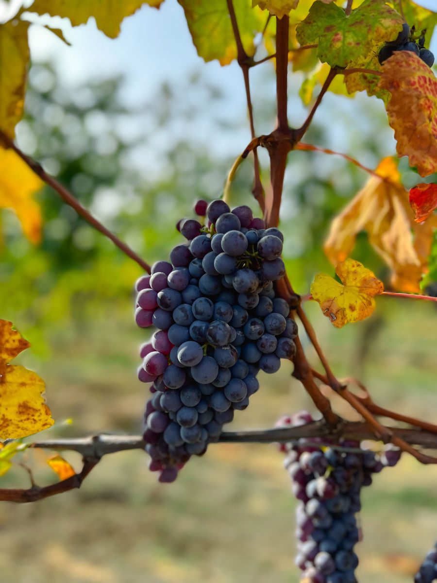 wine grapes on the vine