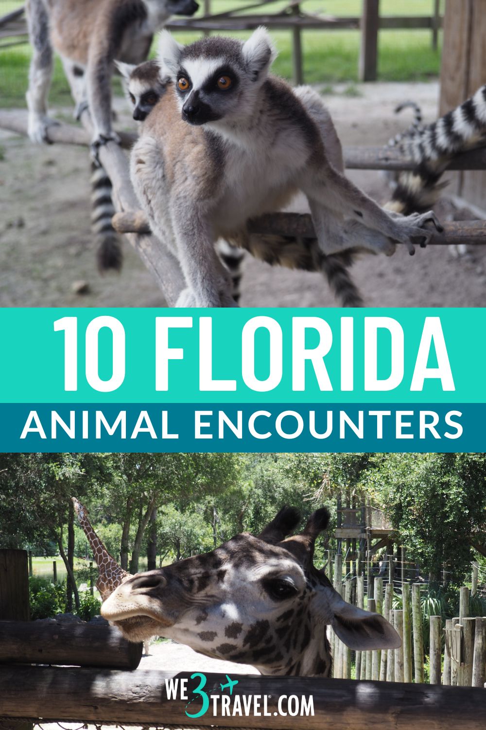 Feed a lemur, pet a penguin, train a gator, kayak past giraffes...these are just a few of the many fun animal encounters in Florida.