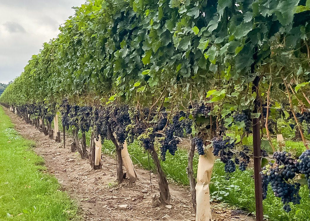 Vineyards in Baden-Wurttemburg, Germany