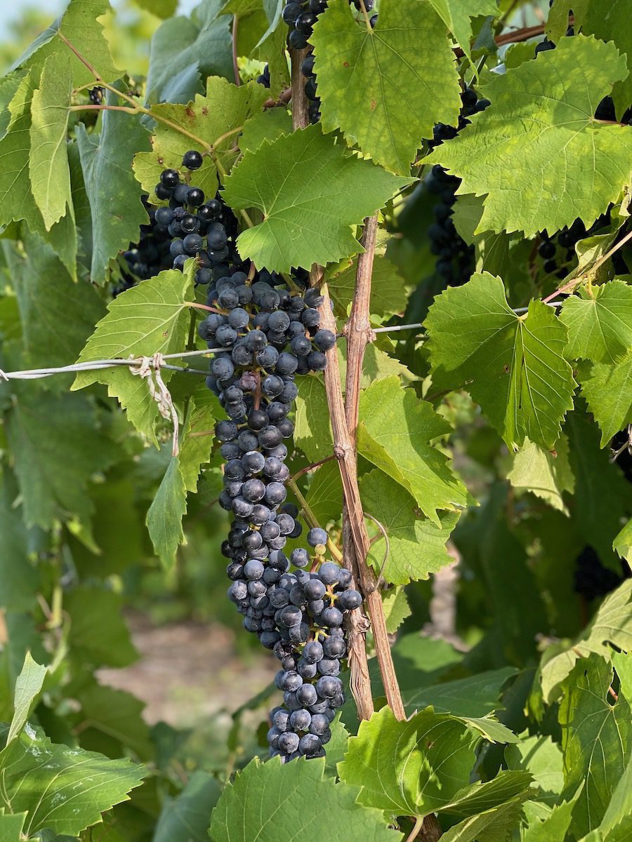 wine grapes on the vine