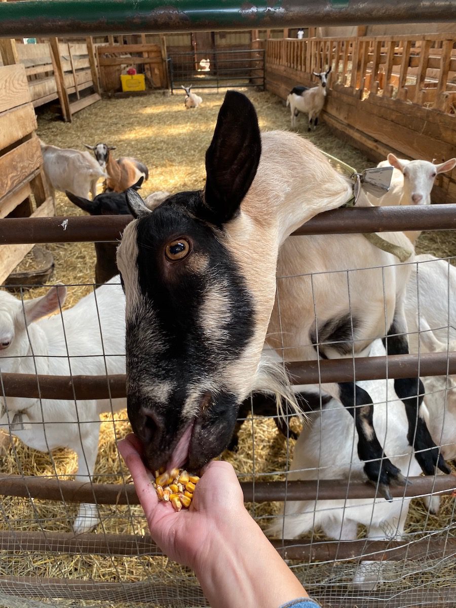 feeding the goats