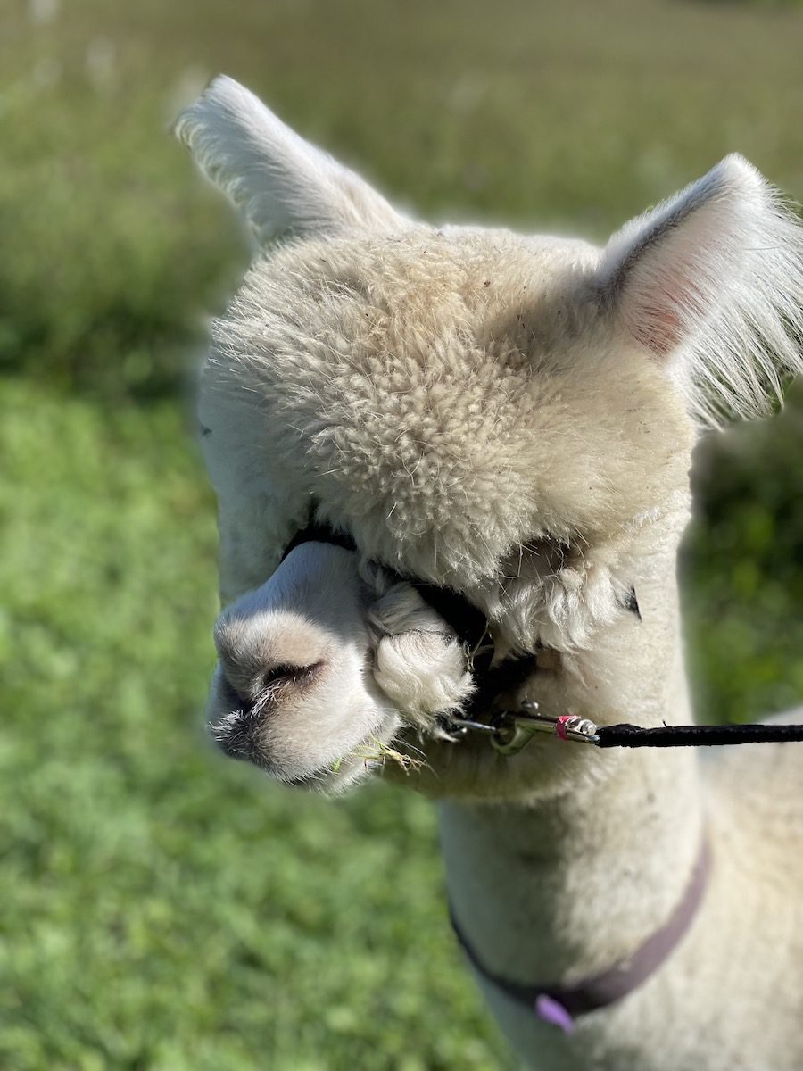 Alpaca up close