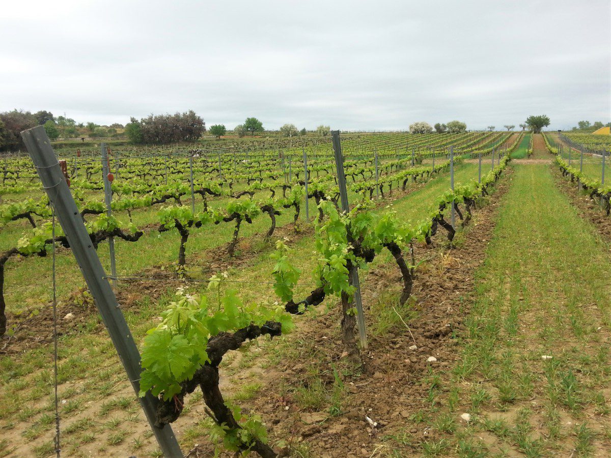 Rows of vines near Barcelona