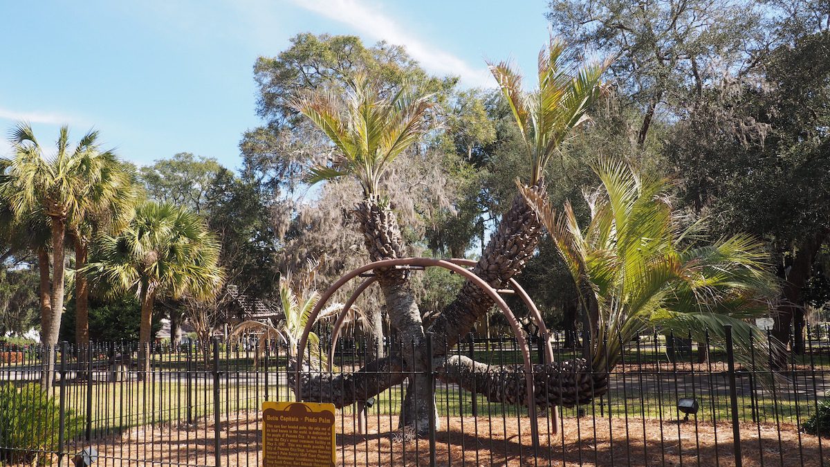 Four top palm tree in St Andrews