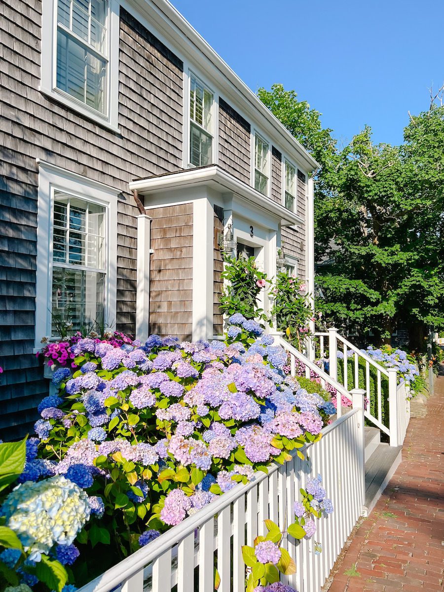 Hydrangeas and cedar shingle house on nantucket