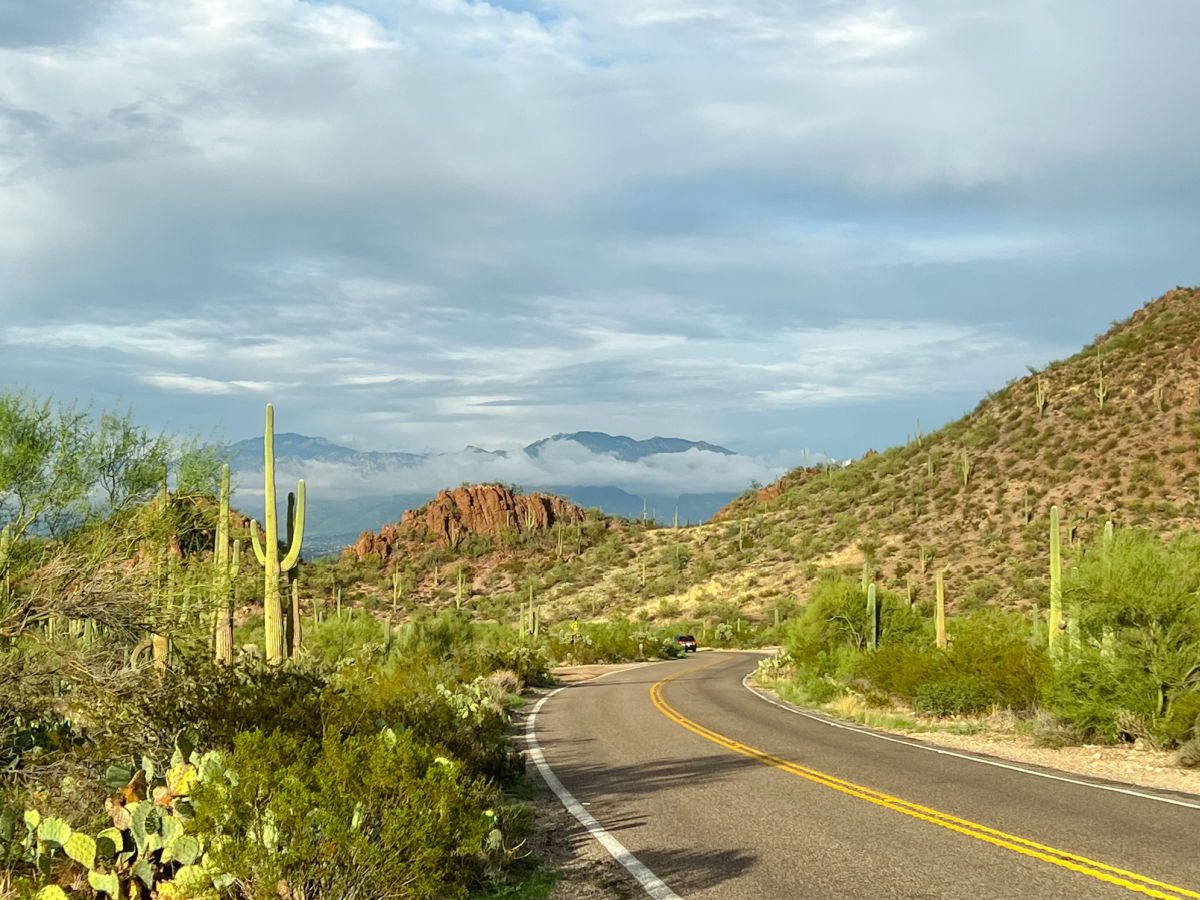 cacti and road in Saguaro national park