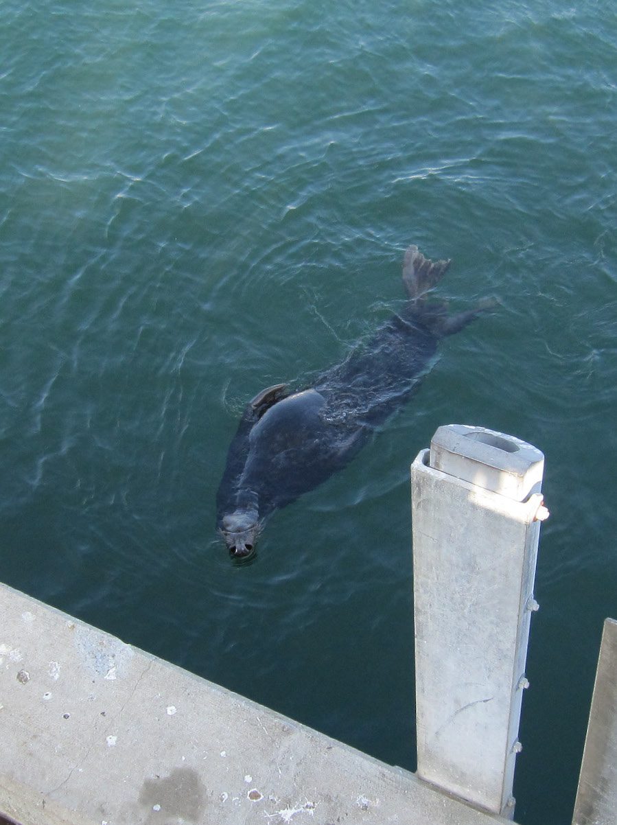 Seal in water