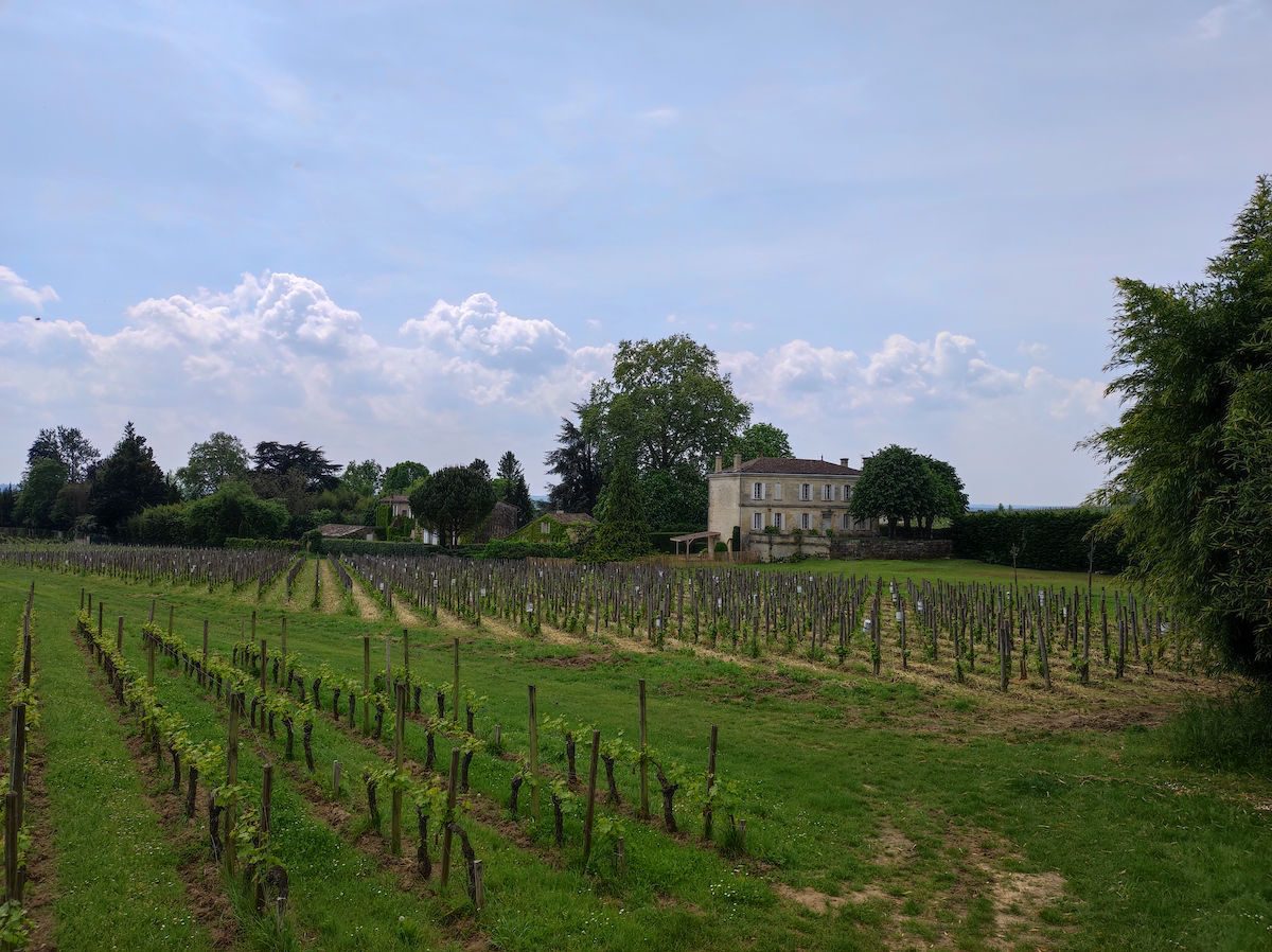 Vineyard in St. Emilion France