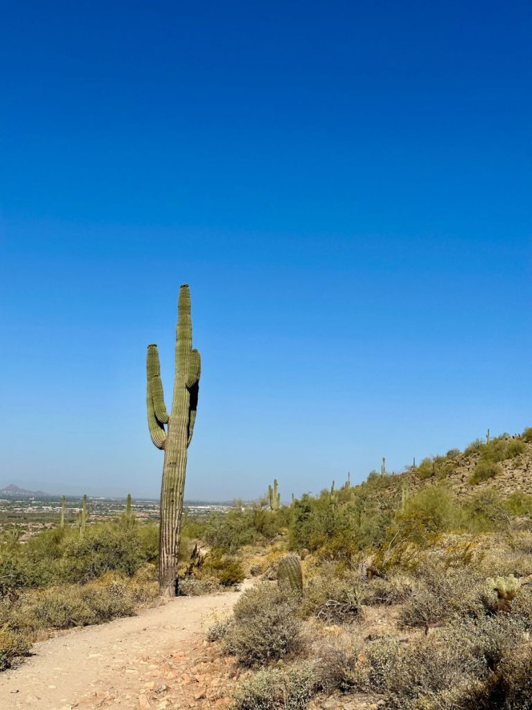 path with a saguaro