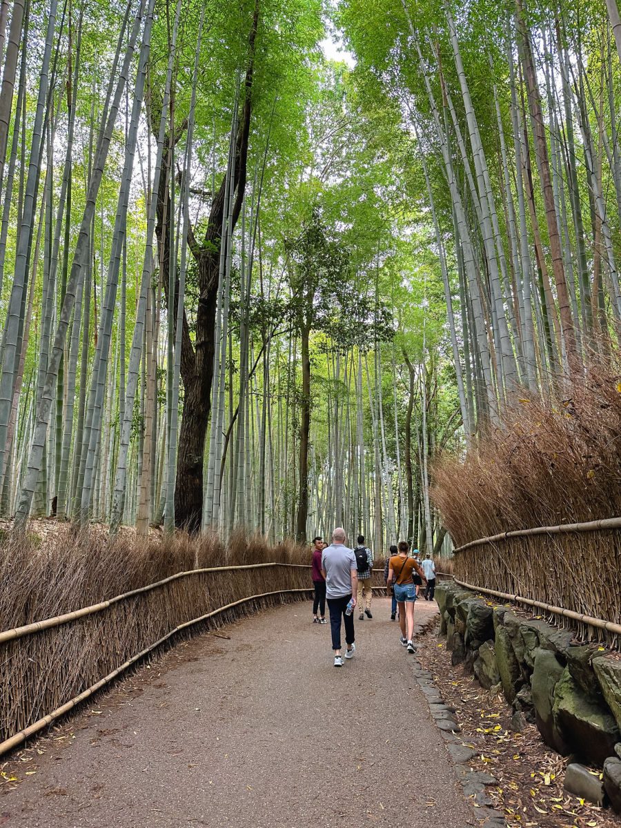 Bamboo grove path