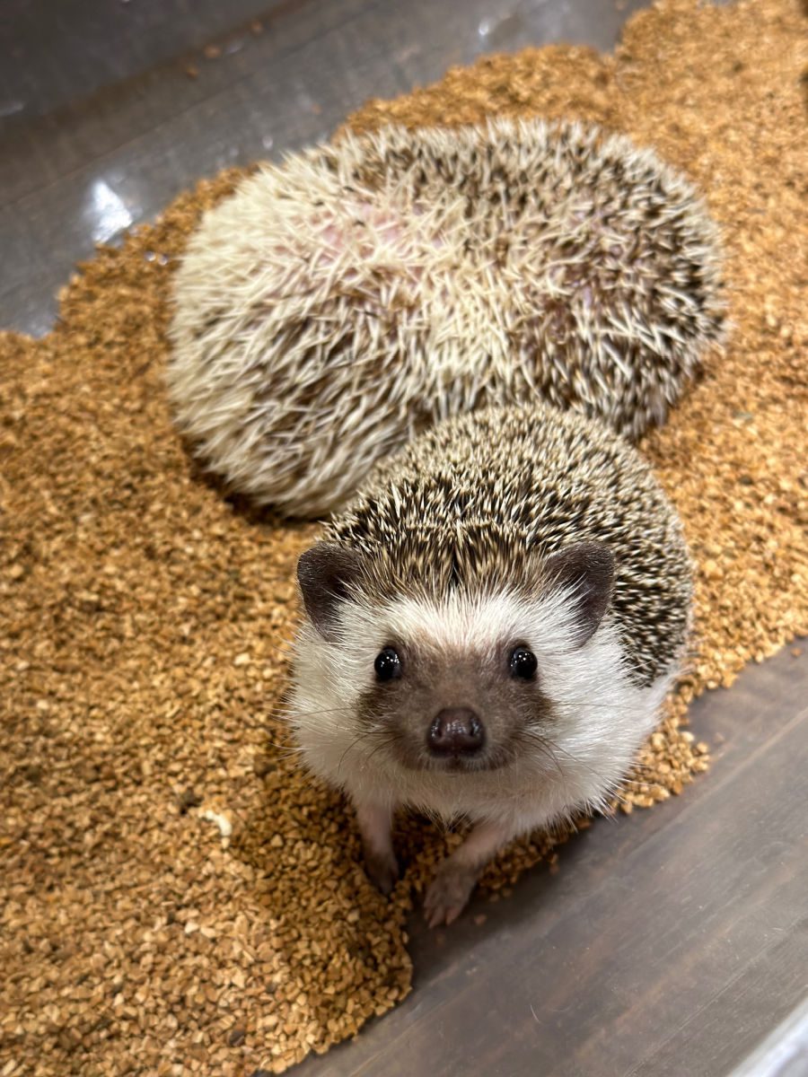 Hedgehog looking up at the Harry Hedgehog cafe