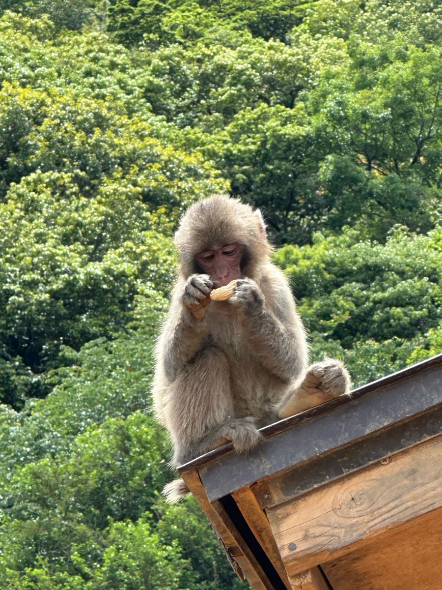 Monkey on rooftop with a peanut