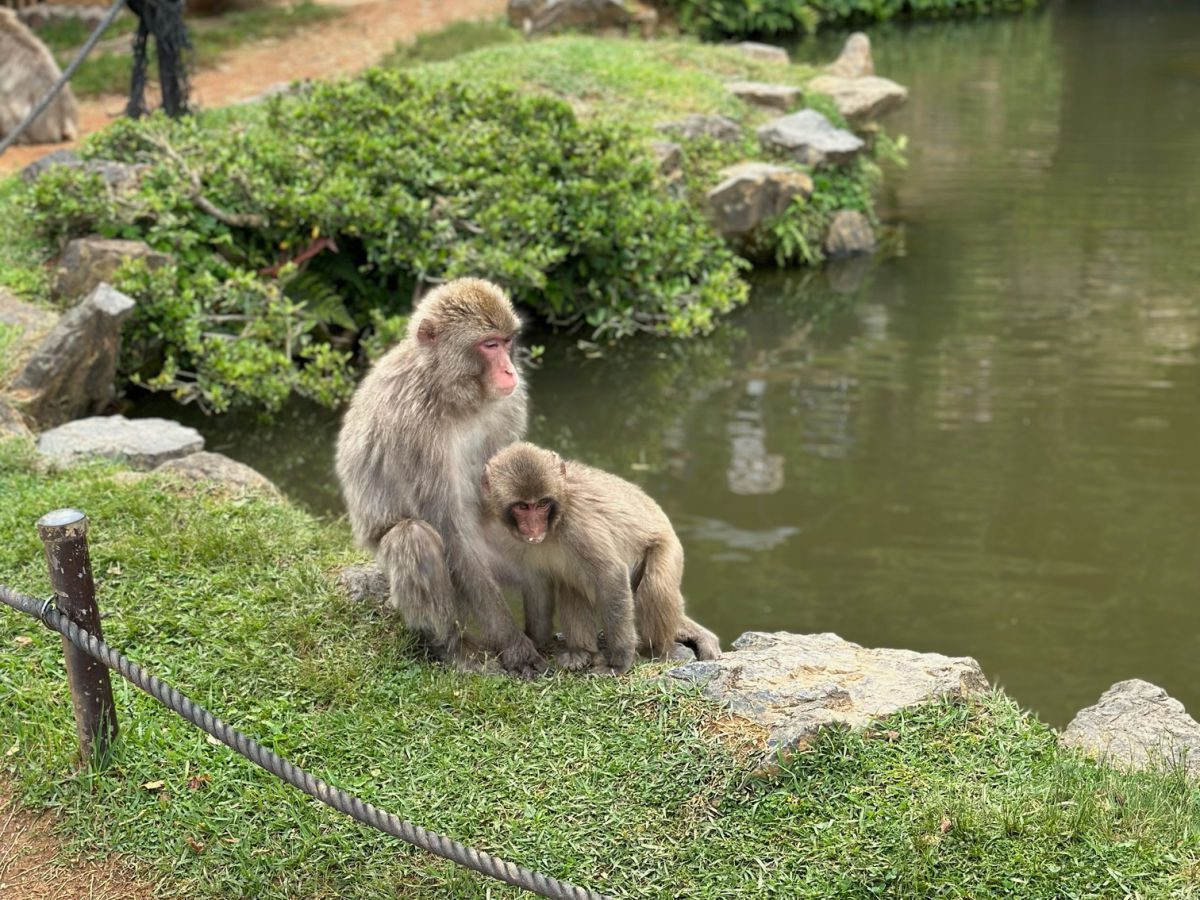 Monkeys at the Arashiyama Monkey Park
