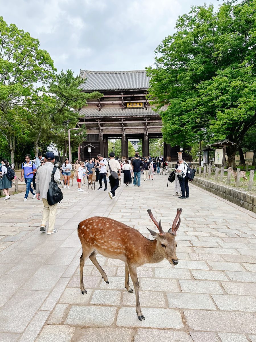 deer in Nara in front of shrine