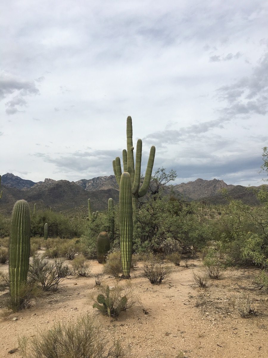 Sabino Canyon catch