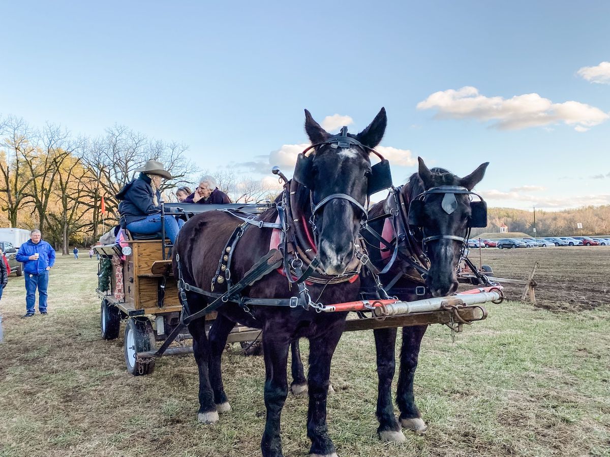 Horse drawn carriage in Helen GA