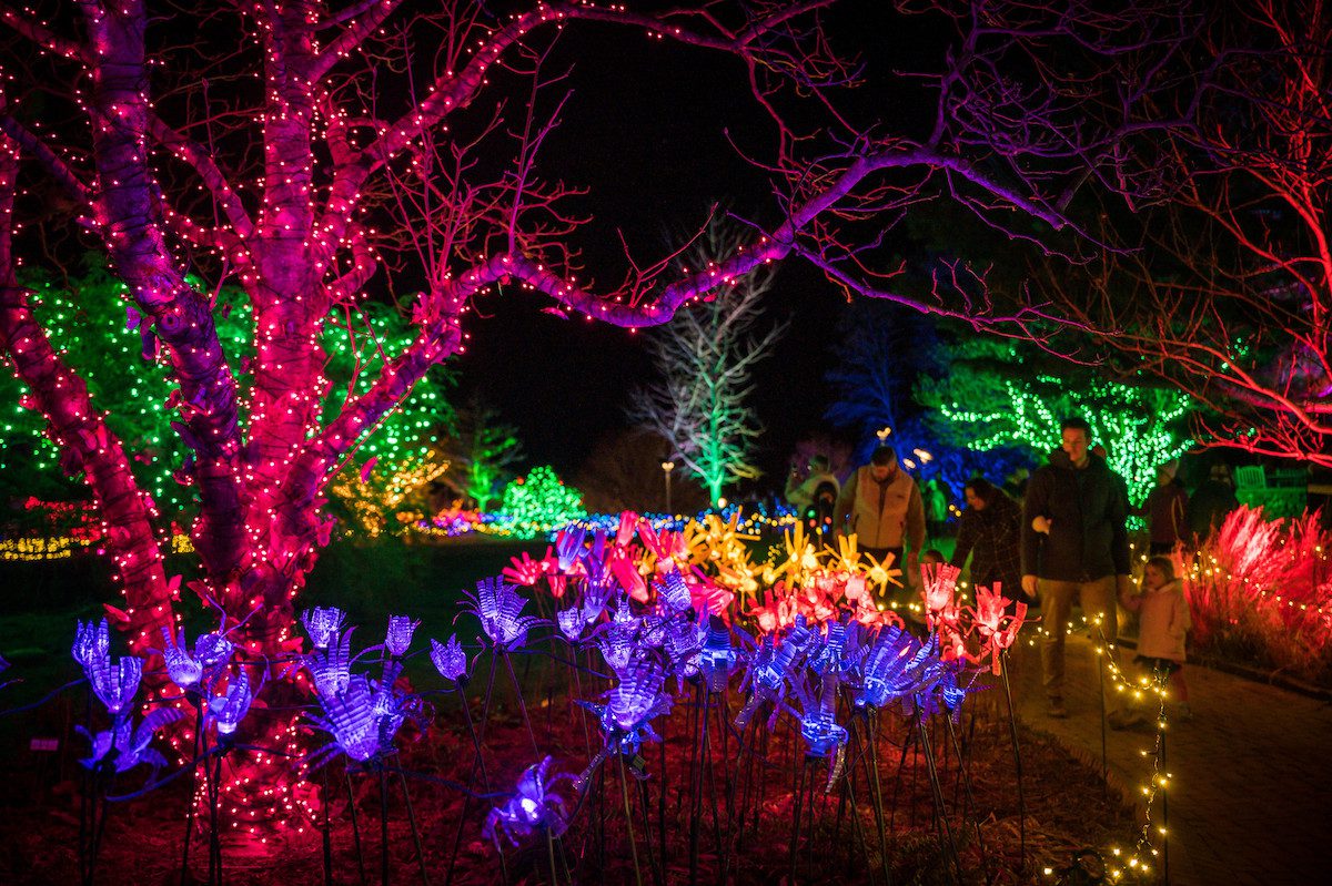 Night Lights display at New England Botanic Garden