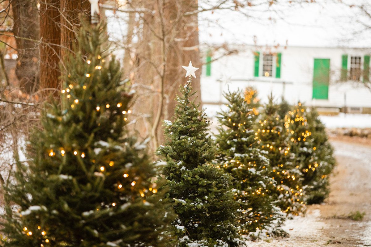 Christmas tree trail credit Debbie Segreve - Christmas in Massachusetts