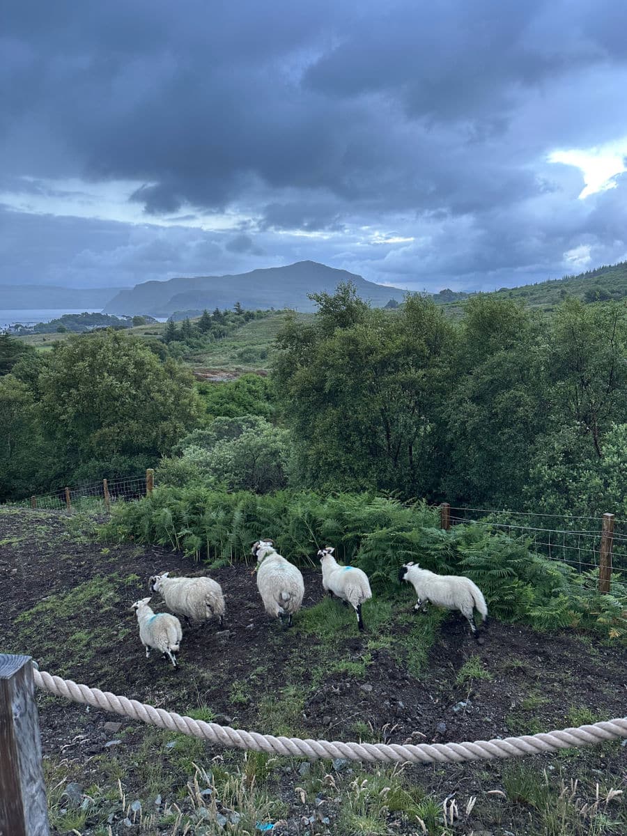 sheep outside cabin on Isle of Skye