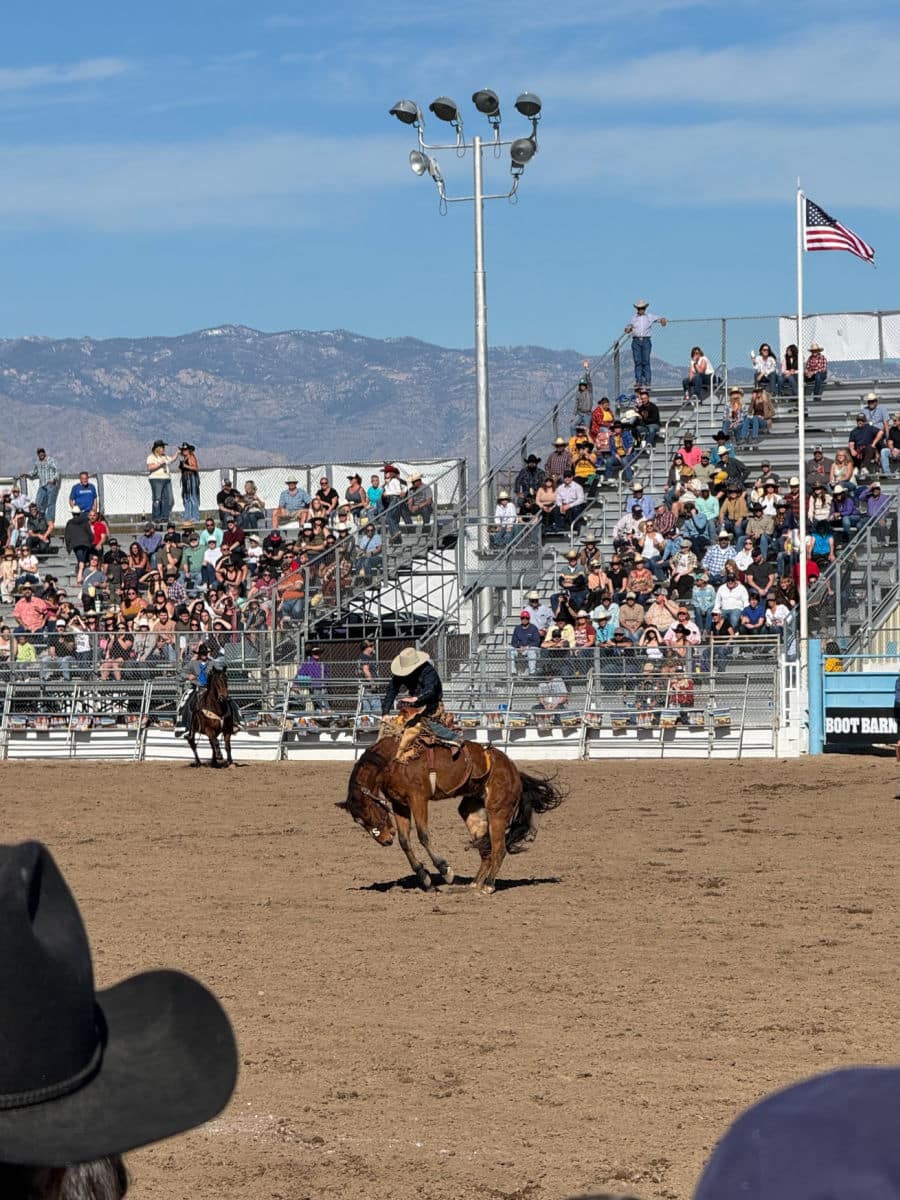 Bucking horse at the Tucson Rodeo