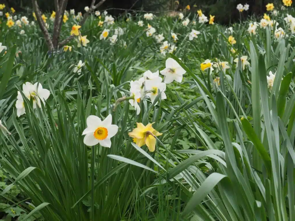 Daffodils at Blithewold