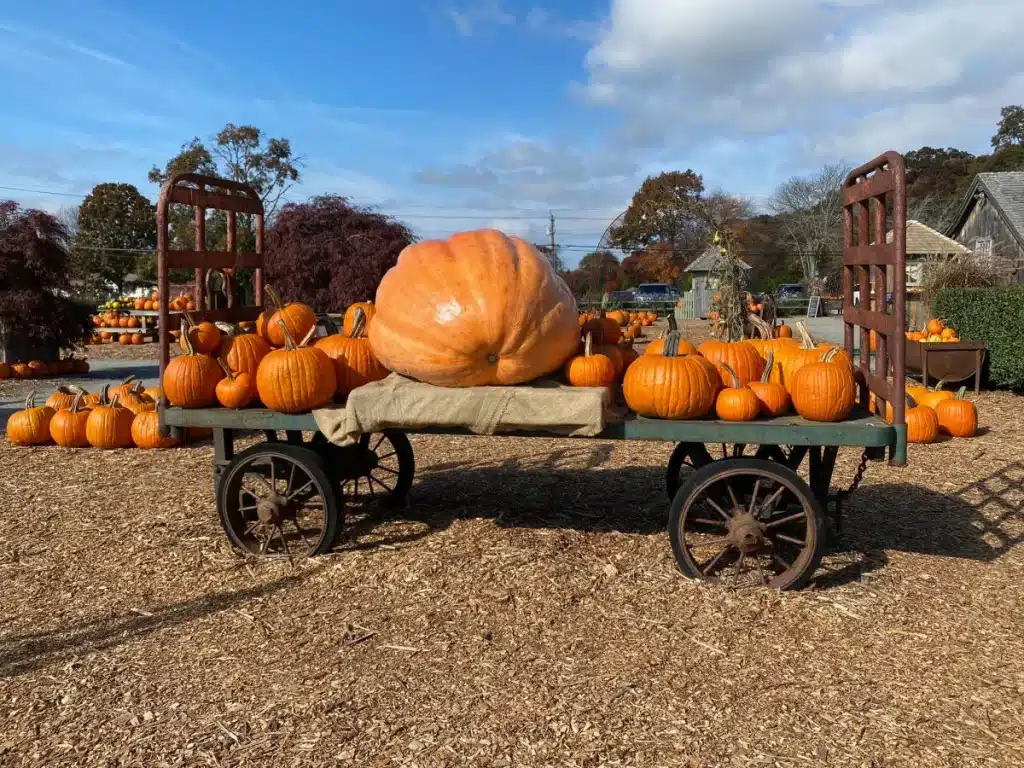 Pumpkin patch at Farmer's Daughter